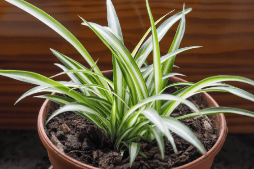 Potted Spider Plant