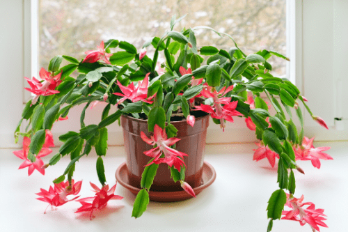 Christmas cactus