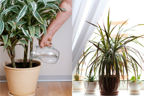 Indoor Plant Dracaena