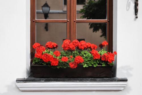 Indoor Plant Best Geranium