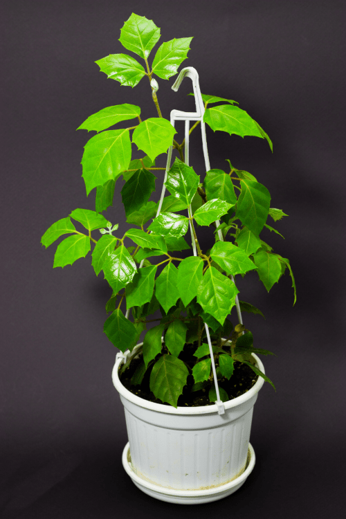 Indoor Grape Ivy Plant