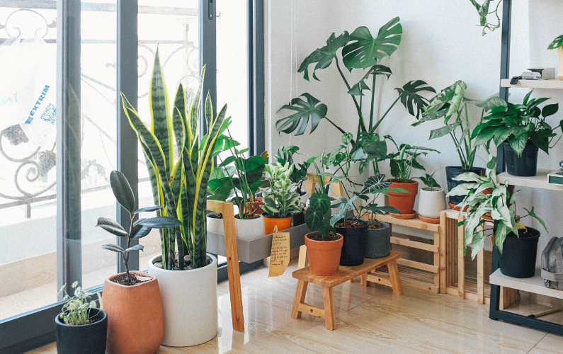 10 Indoor Plants Best For Beginners