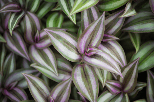 Tradescantia Indoor Plant